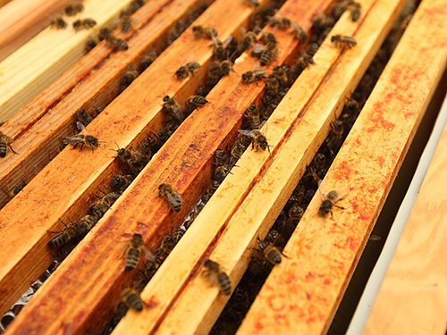 Rencontre avec un apiculteur