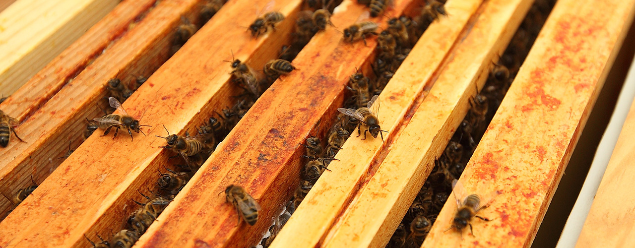 Rencontre avec un apiculteur