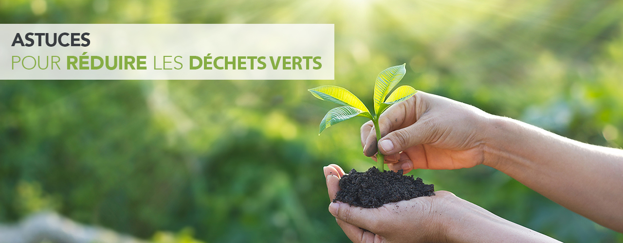 Astuces pour réduire les déchets verts