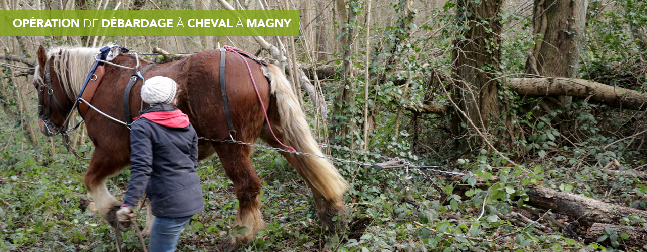 Opération de débardage à cheval à Magny