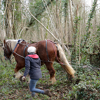 Opération de débardage à cheval à Magny