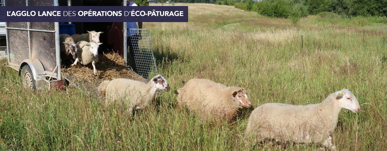 L’agglo lance des opérations d’éco-pâturage