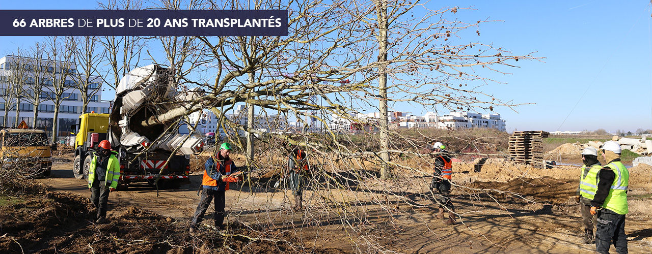 66 arbres de plus de 20 ans transplantés