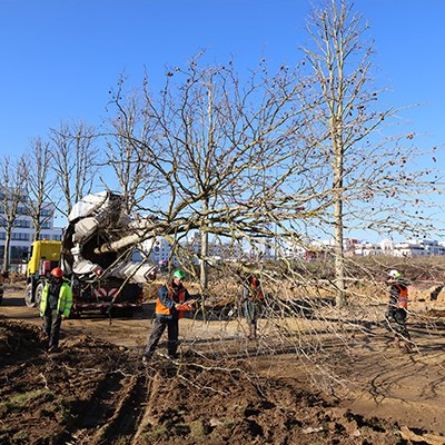 66 arbres de plus de 20 ans transplantés