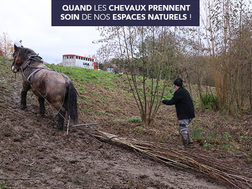 Quand les chevaux prennent soin de nos espaces naturels !