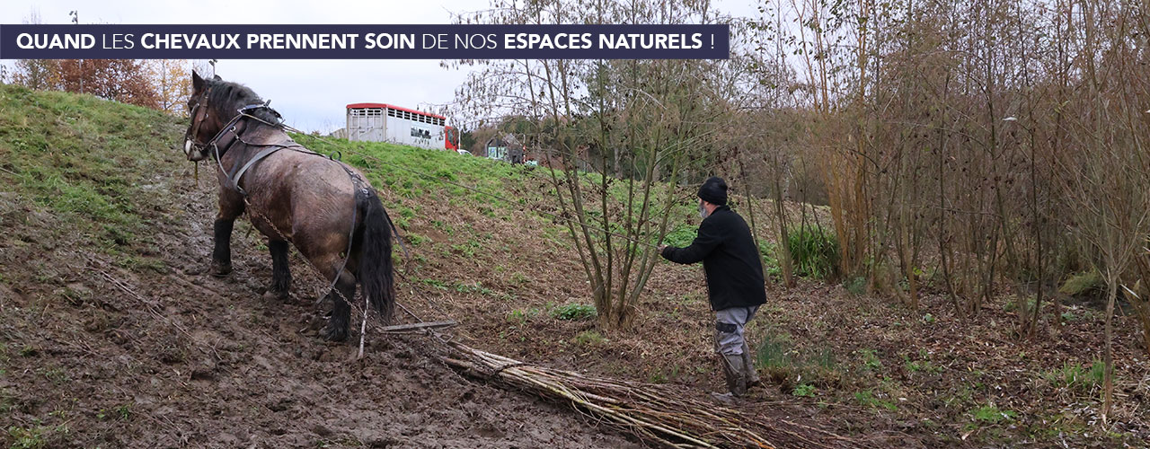 Quand les chevaux prennent soin de nos espaces naturels !